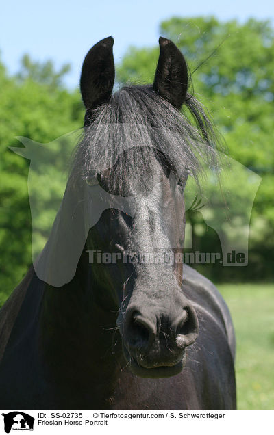 Friese im Portrait / Friesian Horse Portrait / SS-02735