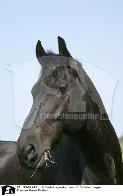 Friese im Portrait / Friesian Horse Portrait / SS-02741