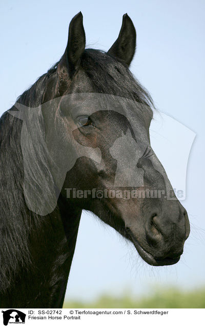 Friese im Portrait / Friesian Horse Portrait / SS-02742