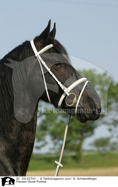 Friese im Portrait / Friesian Horse Portrait / SS-02743