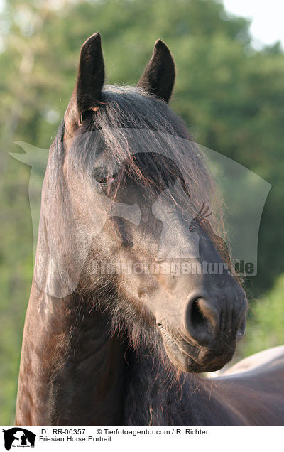 Portrait eines Friesen / Friesian Horse Portrait / RR-00357