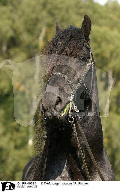 friesian portrait / RR-06387