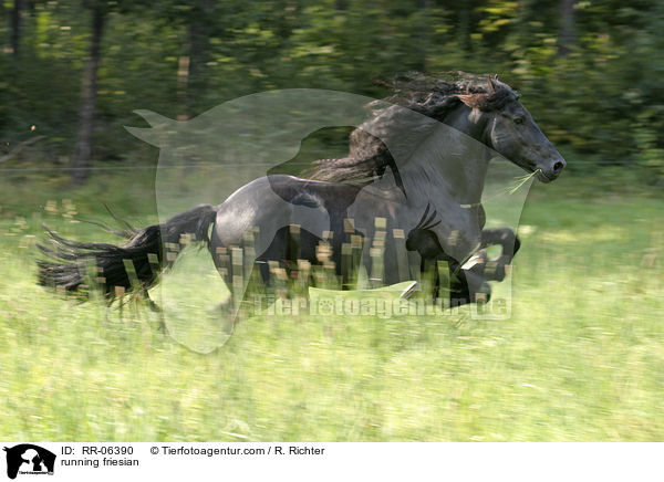 rennender friese / running friesian / RR-06390