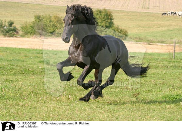 rennender friese / running friesian / RR-06397