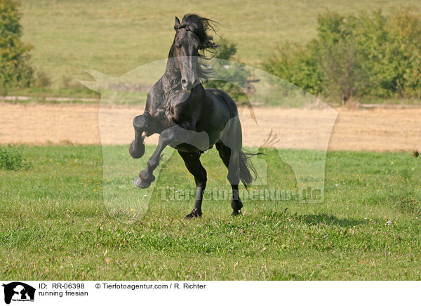 running friesian / RR-06398