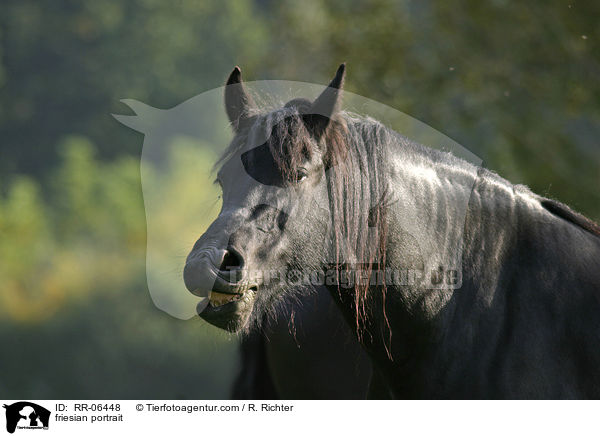 Friese im Portrait / friesian portrait / RR-06448