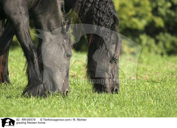 grasender Friese / grazing friesian horse / RR-06578