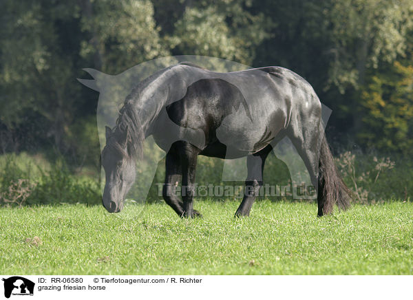 grasender Friese / grazing friesian horse / RR-06580