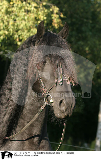 Friesenhengst Portrait / Friesian Horse stallion / RR-07974