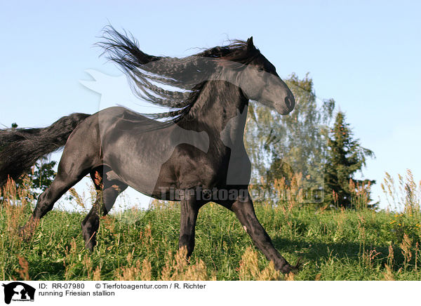 rennender Friesenhengst / running Friesian stallion / RR-07980