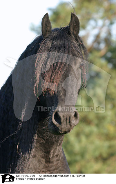 Friesenhengst Portrait / Friesian Horse stallion / RR-07986