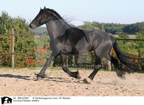 rennender Friesenhengst / running Friesian stallion / RR-07987