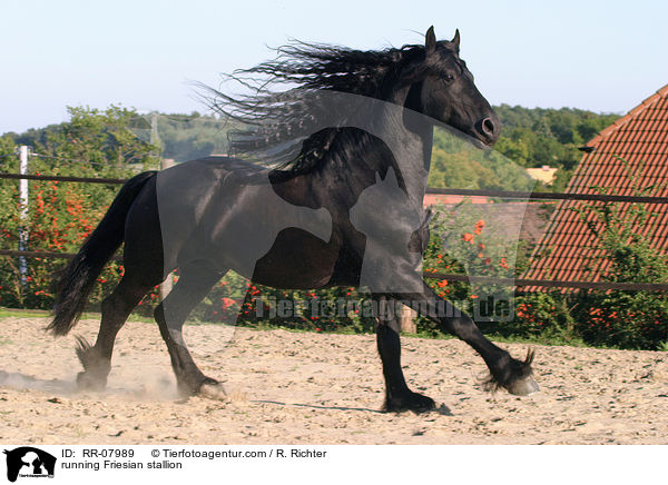 rennender Friesenhengst / running Friesian stallion / RR-07989