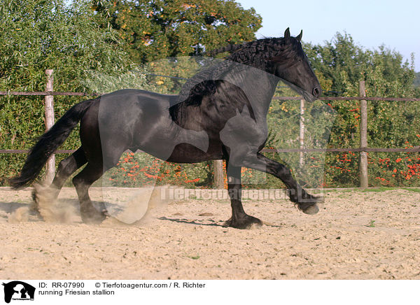rennender Friesenhengst / running Friesian stallion / RR-07990
