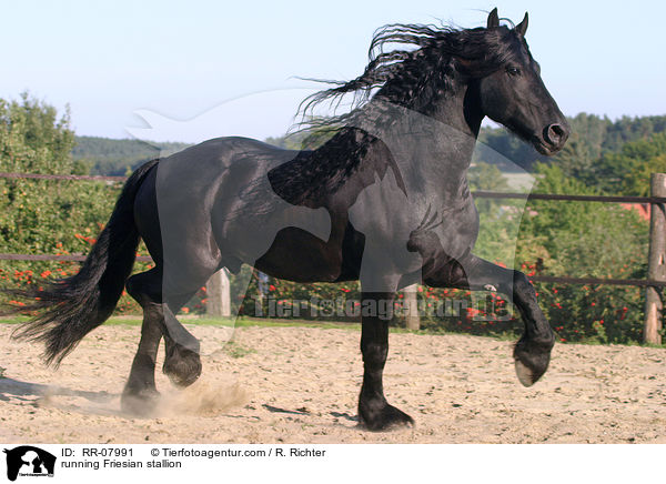 rennender Friesenhengst / running Friesian stallion / RR-07991