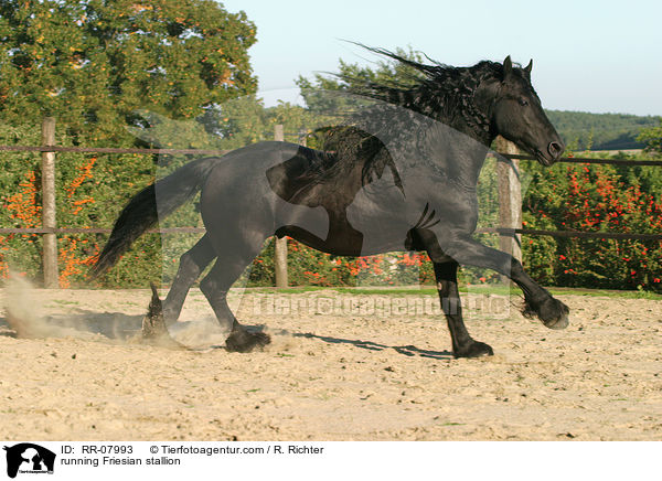 rennender Friesenhengst / running Friesian stallion / RR-07993