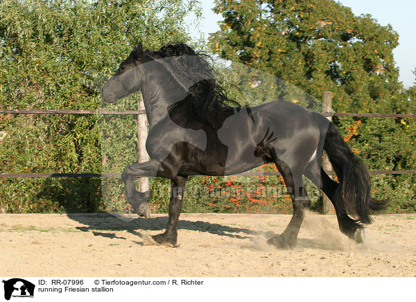 rennender Friesenhengst / running Friesian stallion / RR-07996