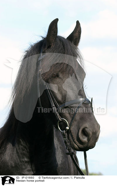 Friese Portrait / friesian horse portrait / IP-01660