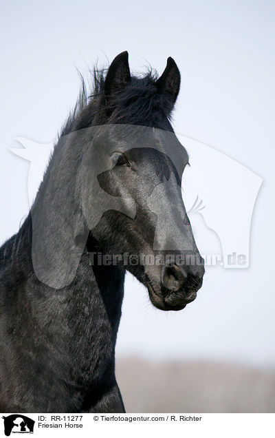 Friesian Horse / RR-11277