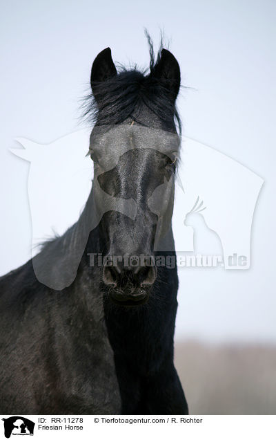Friese Portrait / Friesian Horse / RR-11278
