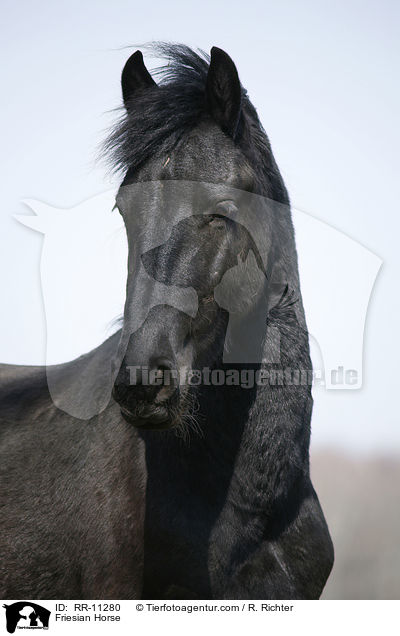 Friesian Horse / RR-11280