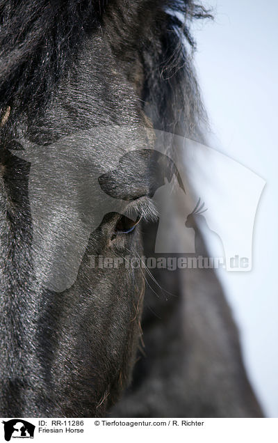 Friesian Horse / RR-11286