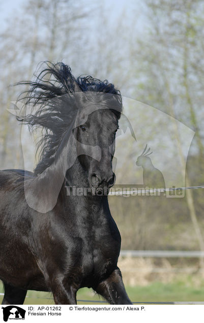 Friese im Portrait / Friesian Horse / AP-01262