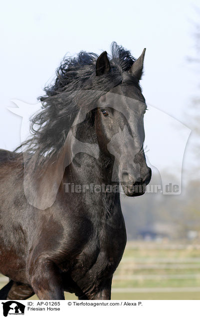 Friese im Portrait / Friesian Horse / AP-01265