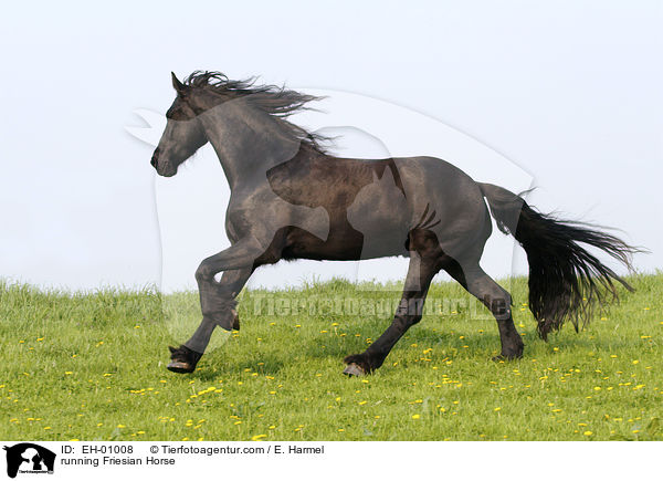 rennender Friese / running Friesian Horse / EH-01008