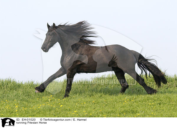 rennender Friese / running Friesian Horse / EH-01020