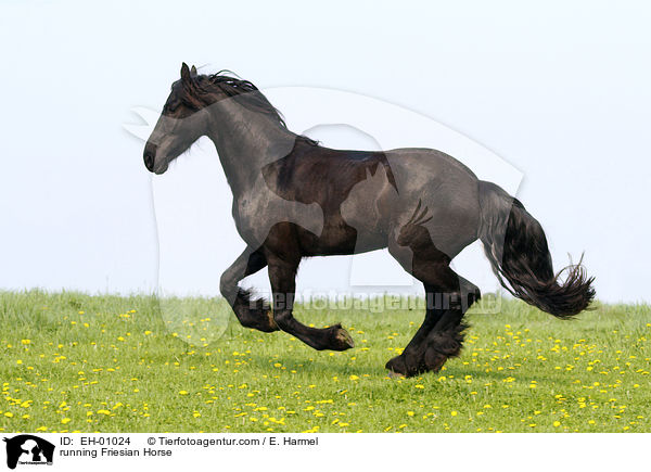 rennender Friese / running Friesian Horse / EH-01024