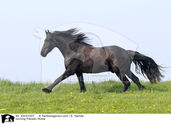 rennender Friese / running Friesian Horse / EH-01027