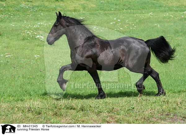 running Friesian Horse / MH-01345