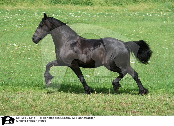 rennender Friese / running Friesian Horse / MH-01346
