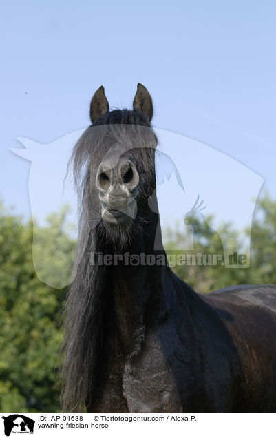 ghnender Friese / yawning friesian horse / AP-01638