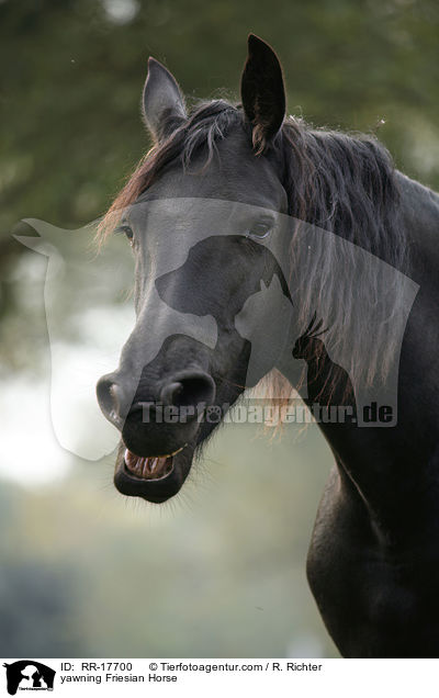 ghnender Friese / yawning Friesian Horse / RR-17700