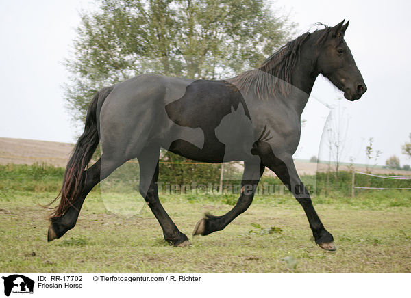 Friese / Friesian Horse / RR-17702