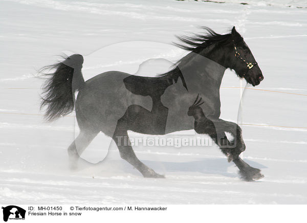 Friese im Schnee / Friesian Horse in snow / MH-01450