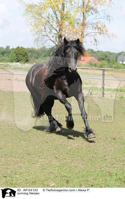 rennender Friese / running friesian / AP-04103