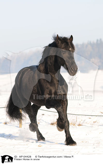 Friese im Winter / Frisian Horse in snow / AP-04428