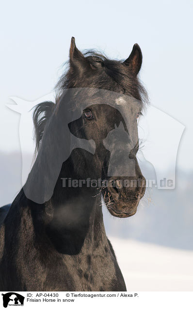 Friese im Winter / Frisian Horse in snow / AP-04430