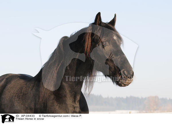 Friese im Winter / Frisian Horse in snow / AP-04433