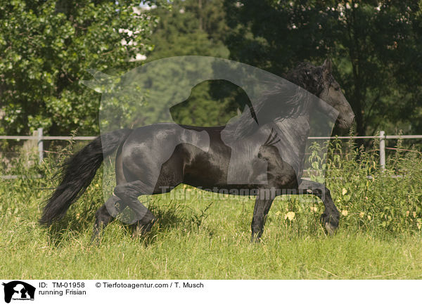 running Frisian / TM-01958