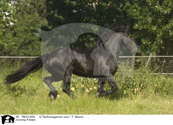 running Frisian / TM-01959