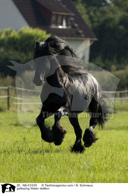 galloping frisian stallion / NS-01035