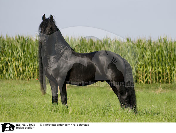 frisian stallion / NS-01036
