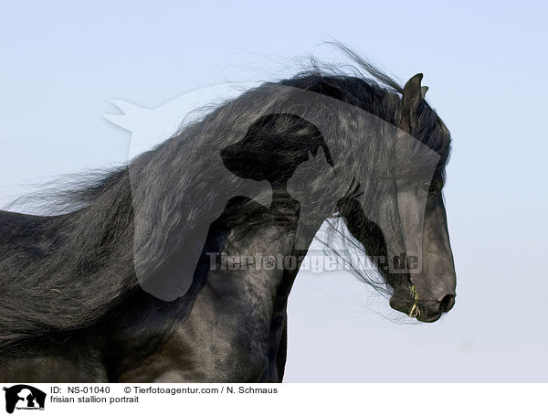 frisian stallion portrait / NS-01040