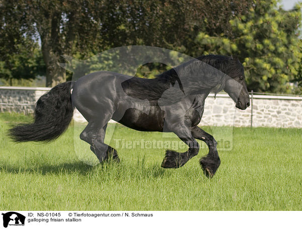 galloping frisian stallion / NS-01045