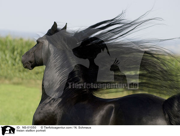 frisian stallion portrait / NS-01050