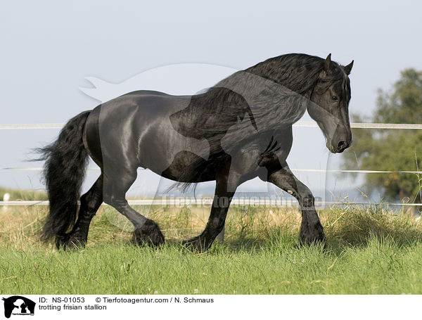 trabender Friesen Hengst / trotting frisian stallion / NS-01053